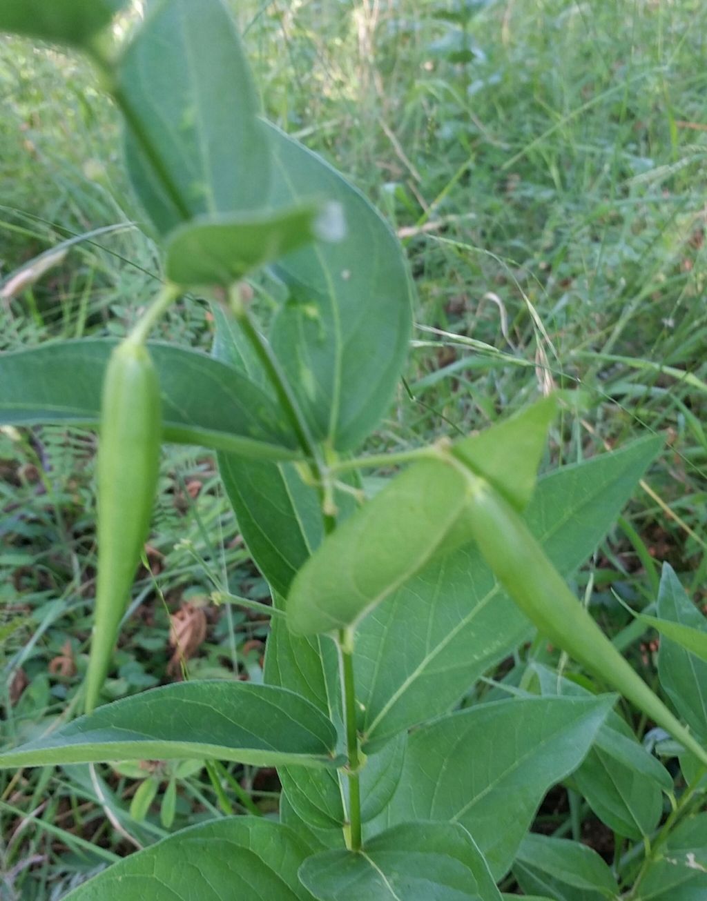 Baccelli di Vincetoxicum hirundinaria